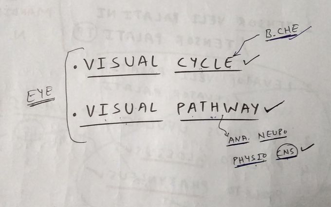 Visual cycle and visual pathway