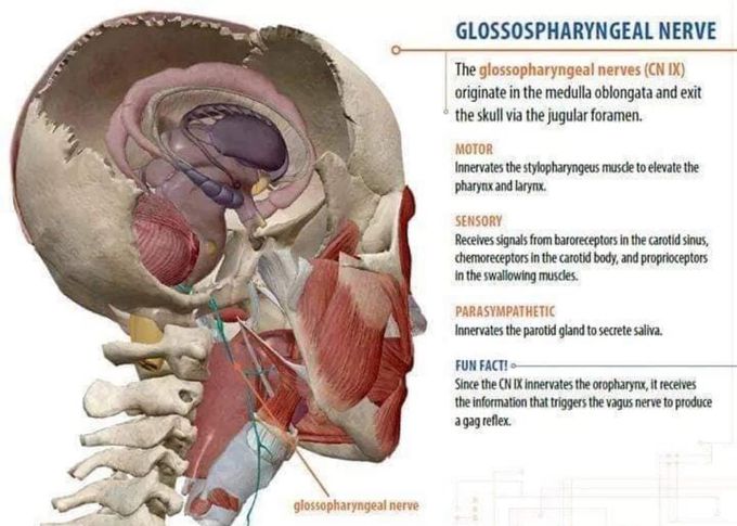 Glossopharyngeal Nerve