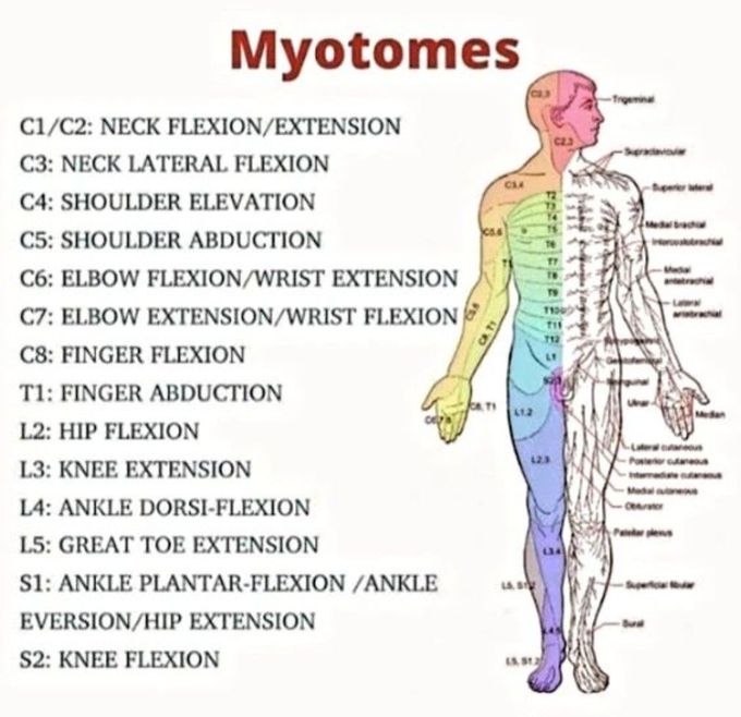Myotomes