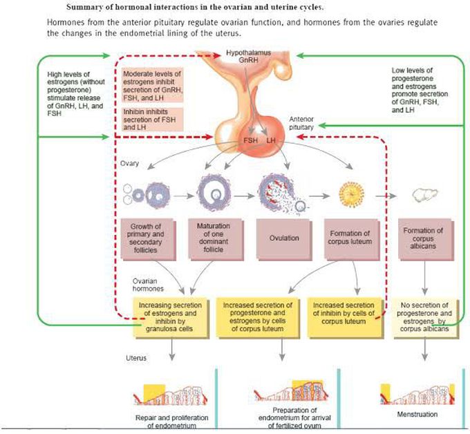 Hormonal Regulation of Menstrual Cycle