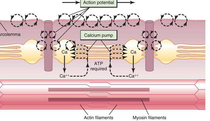 Excitation-contraction coupling in the muscle