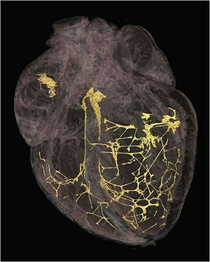 Heart (autonomous) nervous system