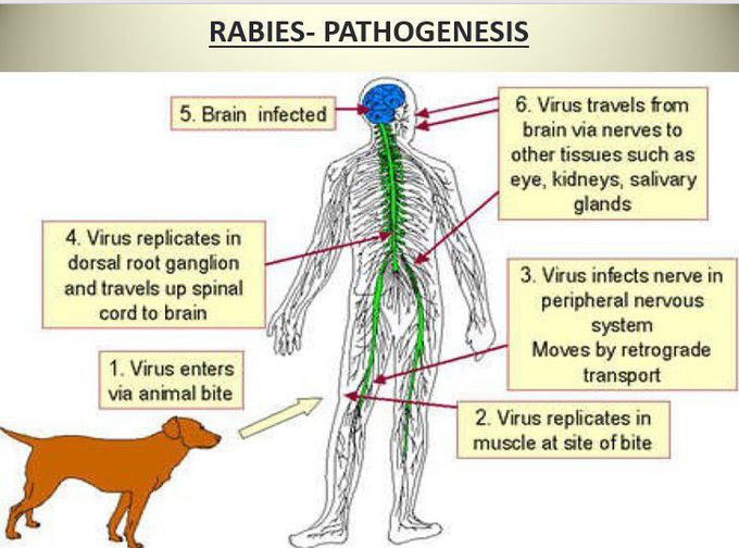 Rabies