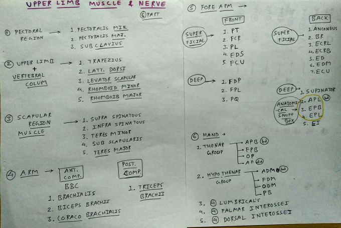 All Upper Limb muscles + Nerve Supply - MEDizzy