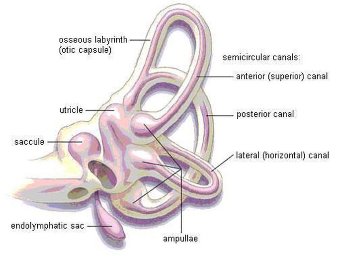 Vestibular System