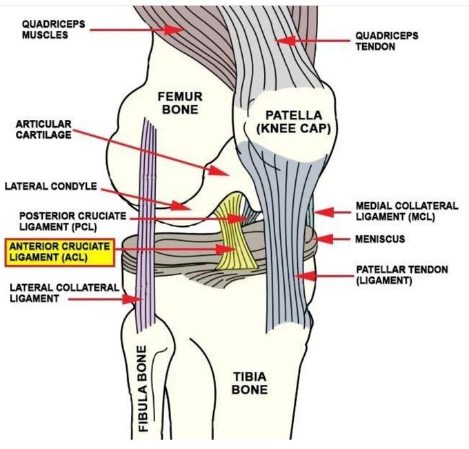 Knee Anatomy