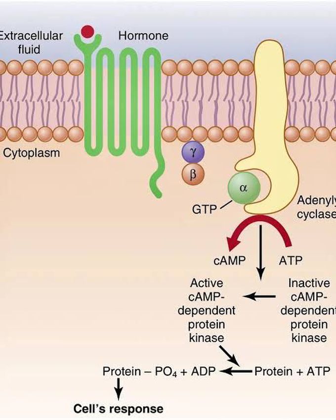 G protein-mechanism of action