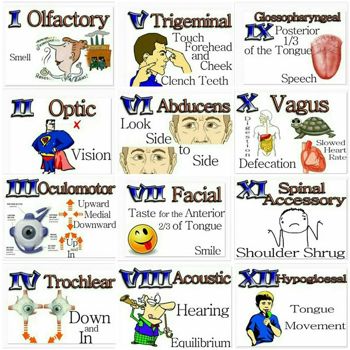 Cranial nerve
