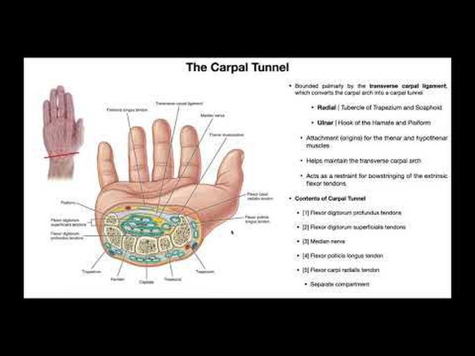 Carpal Tunnel and Its Contents