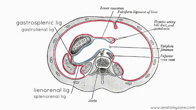 Peritoneal Cavity - Part 3 - Anatomy Tutorial