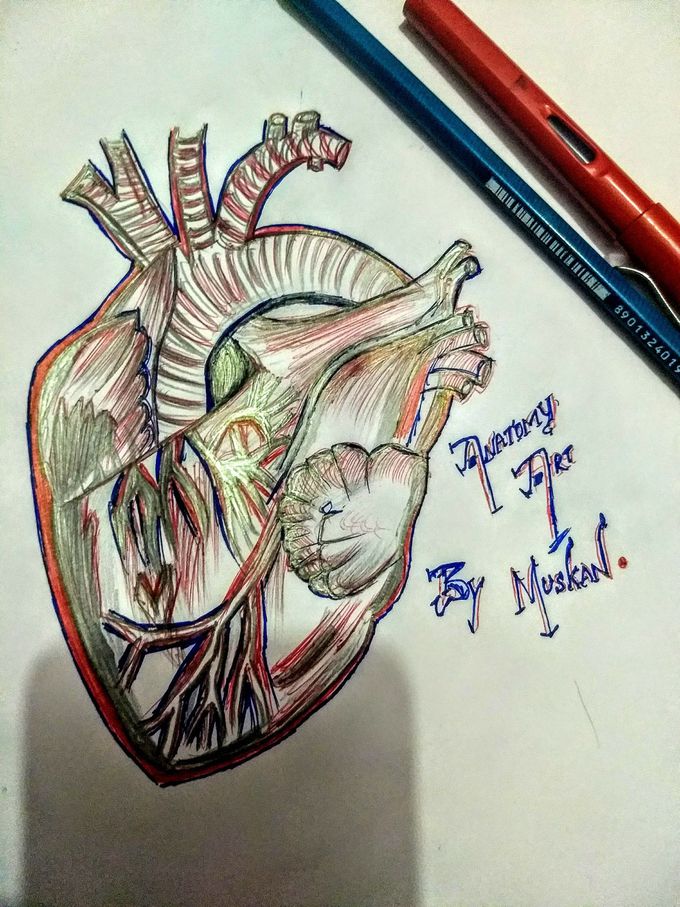 Anatomy art time ....