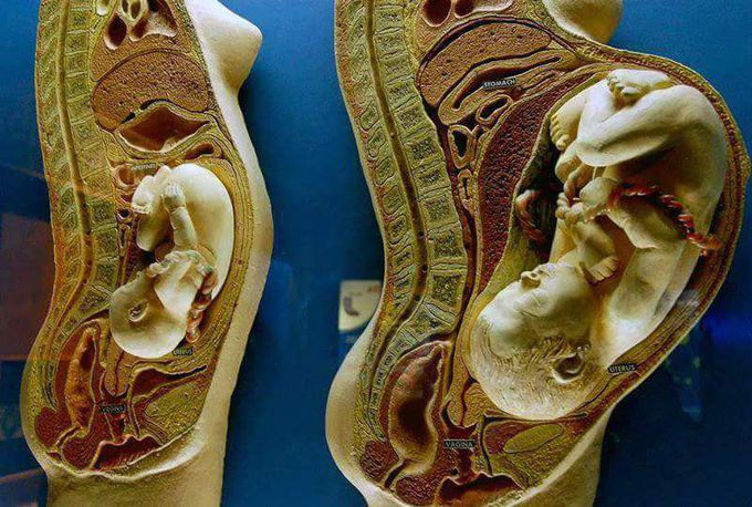 Placenta... 👶