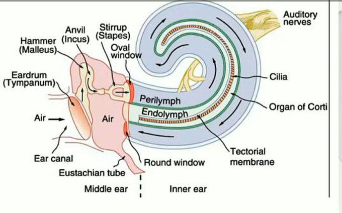Structure of ear