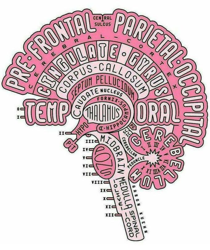 Neuroanatomy