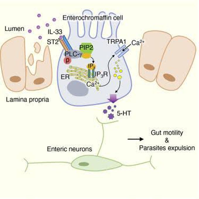 Enterochromaffin cells