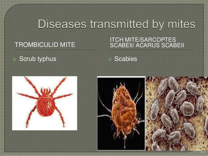 Diseases transmitted by mites