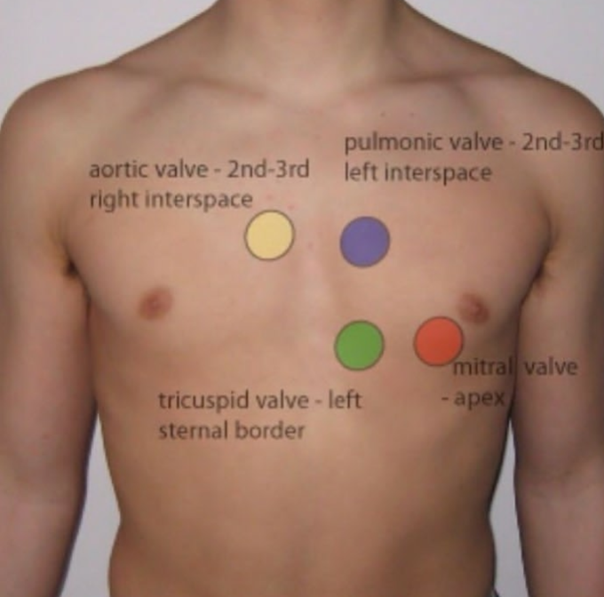 Auscultation area