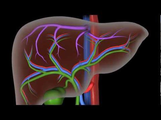 Structure and Vasculature of Liver