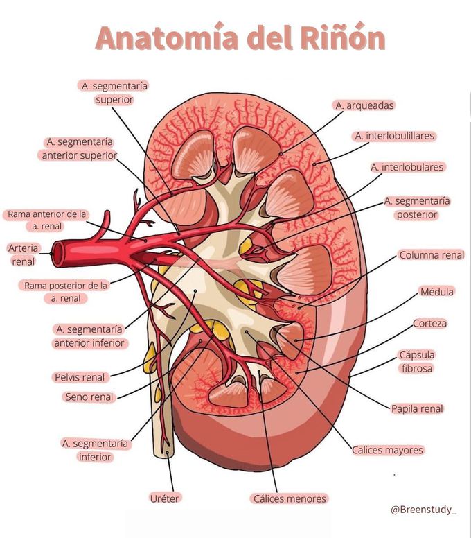 Anatomía del Riñón