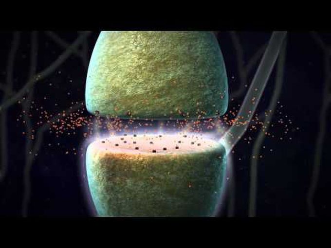 The Synapse - Animation