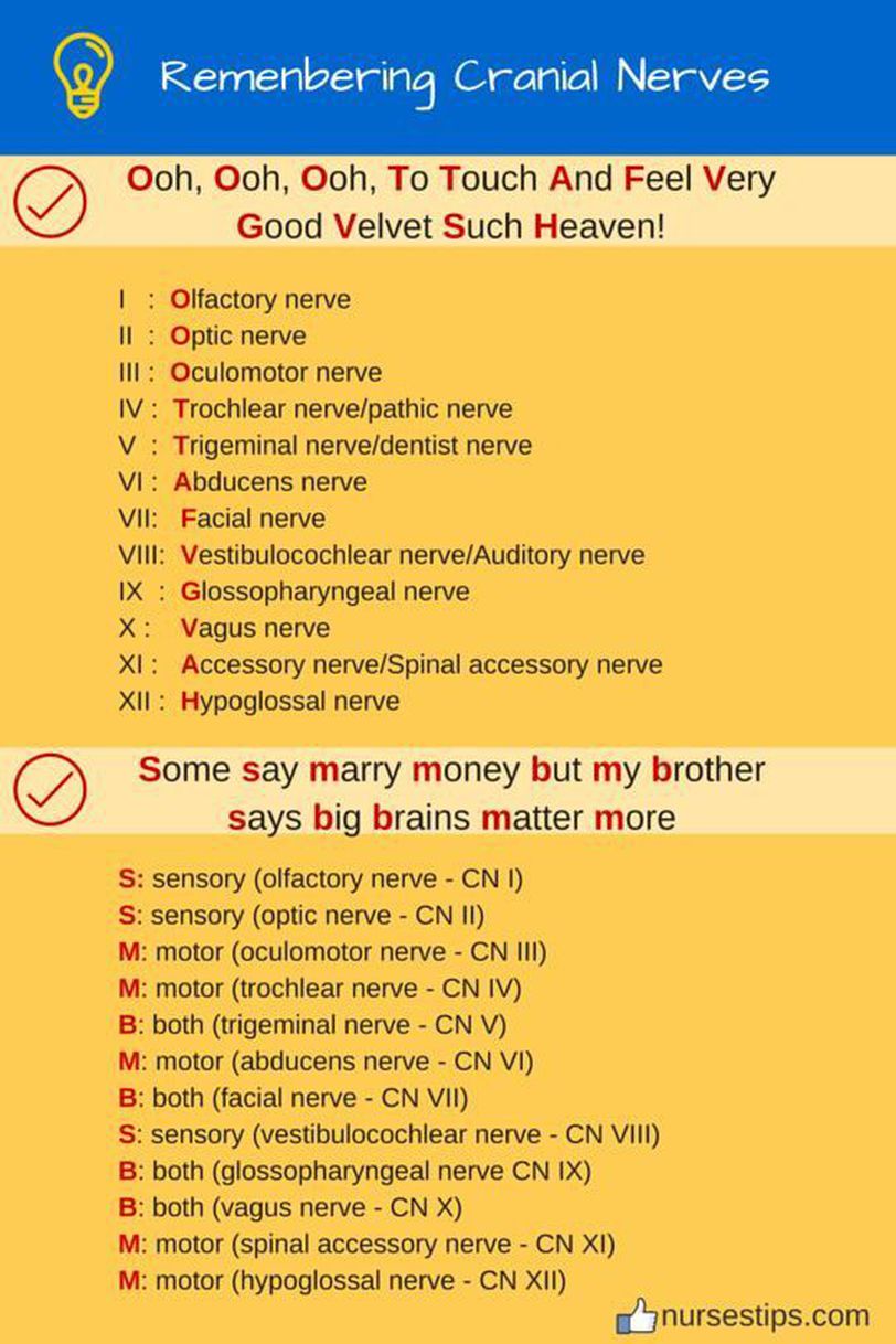 Cranial Nerves Medizzy 7352