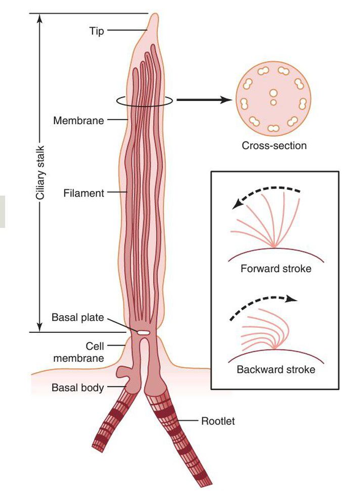 Cilium