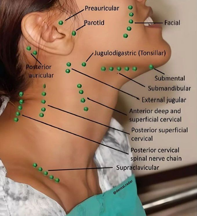 Lymph Nodes Of Head And Neck