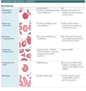 Red Blood Cell Morphology