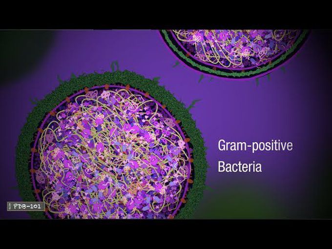 Penicillin and Antibiotic Resistance