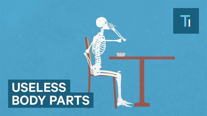 5 useless human body parts left over from evolution