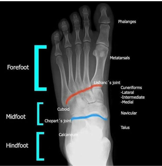 Foot X   ray