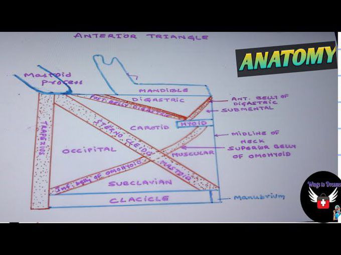 EASIEST WAY TO REMEMBER :TRIANGLES OF NECK - ANTERIOR AND POSTERIOR - ANATOMY HEAD AND NECK- MBBS