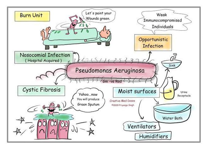 Pseudomonas Aeruginosa