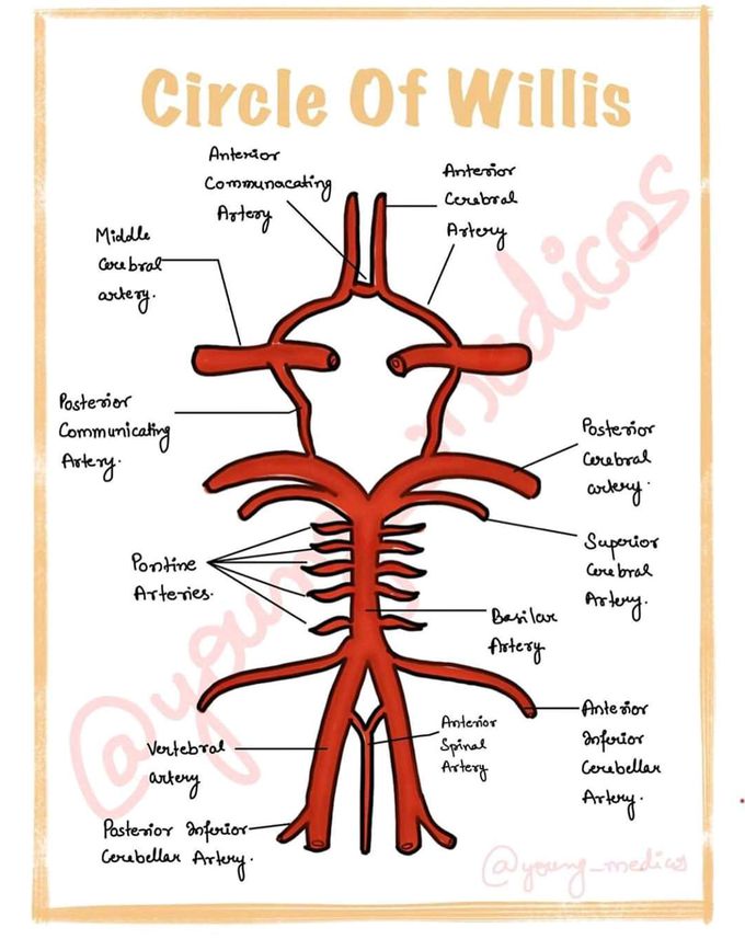 Circle ⭕ of Willis