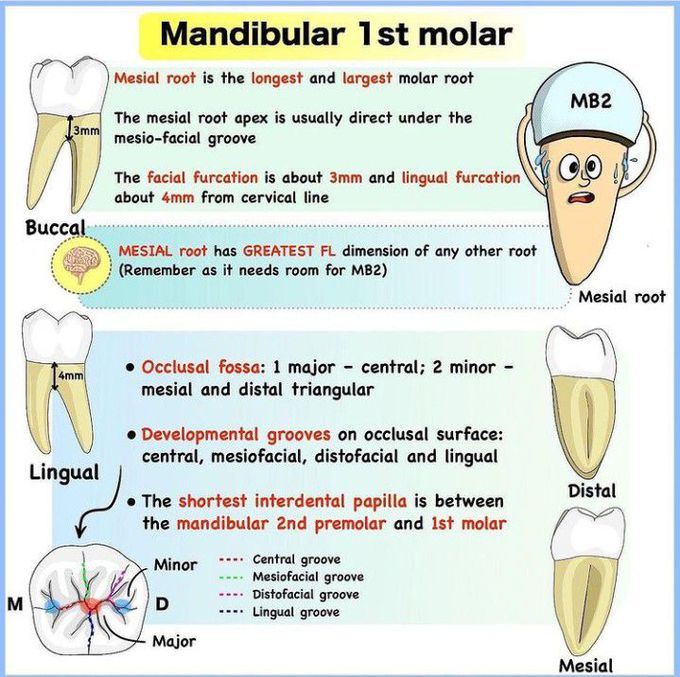 Mandibular 1st molar - MEDizzy