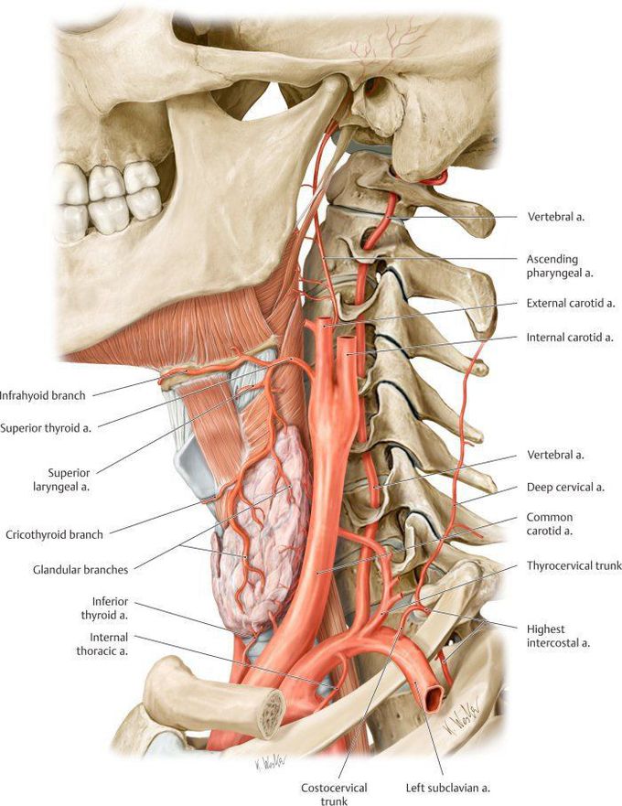 Anatomy of neck