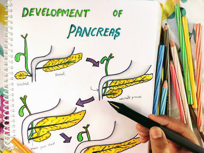 Development of Pancreas