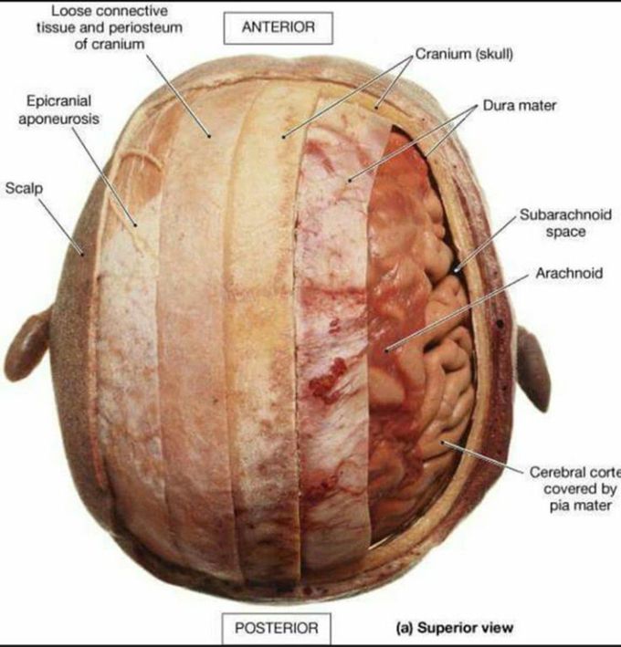 Brain