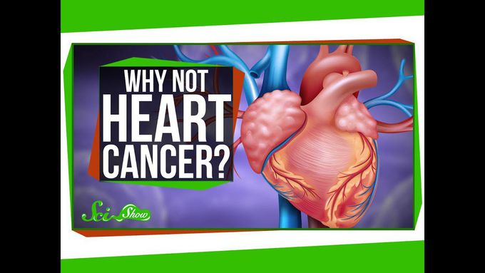 Why Is Heart Cancer So Rare?