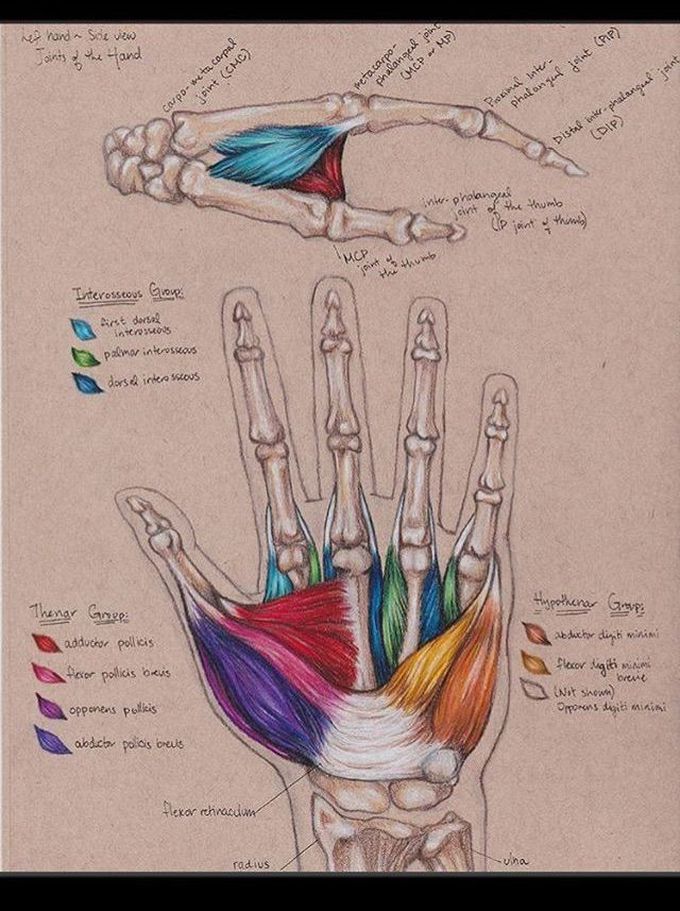 Hand muscles