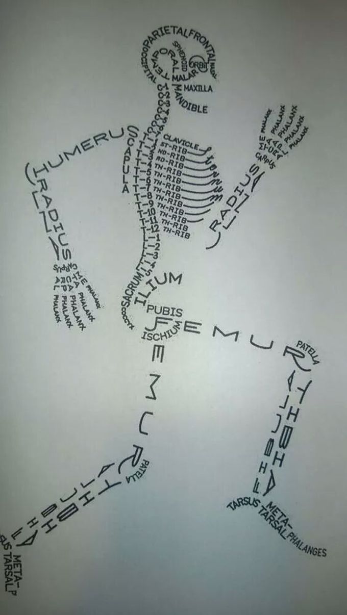 Bones in the body
