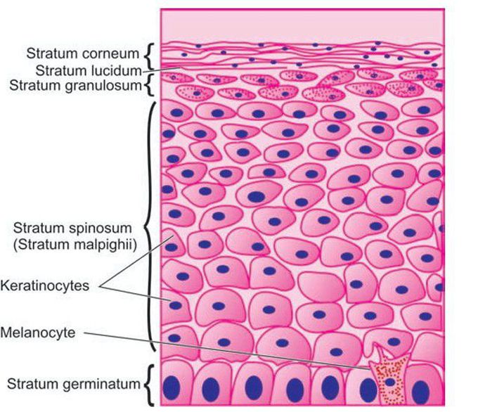 Epidermis