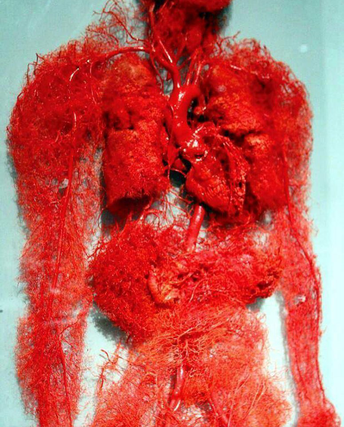Cardiovascular system!