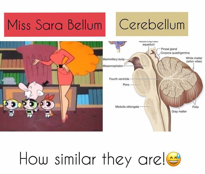 Cerebellum