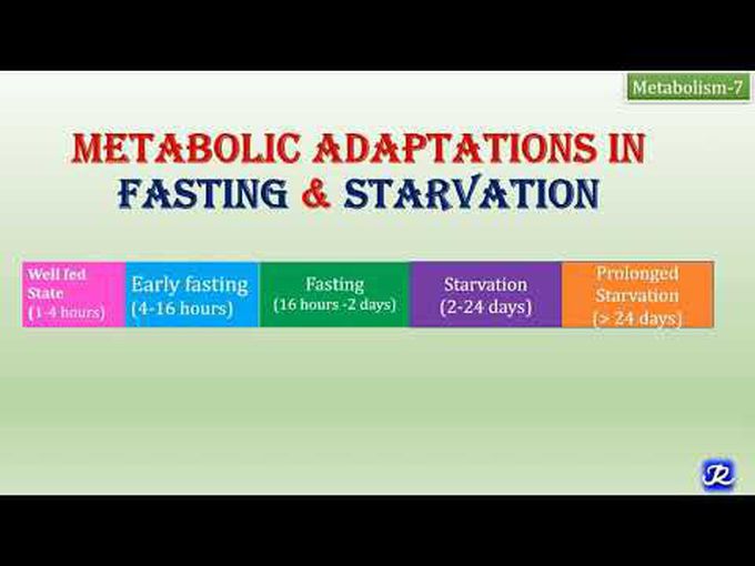 Descriptive overview of metabolic adaptions in fasting and starved state