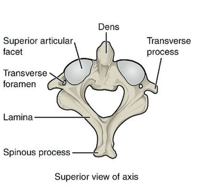 The Axis