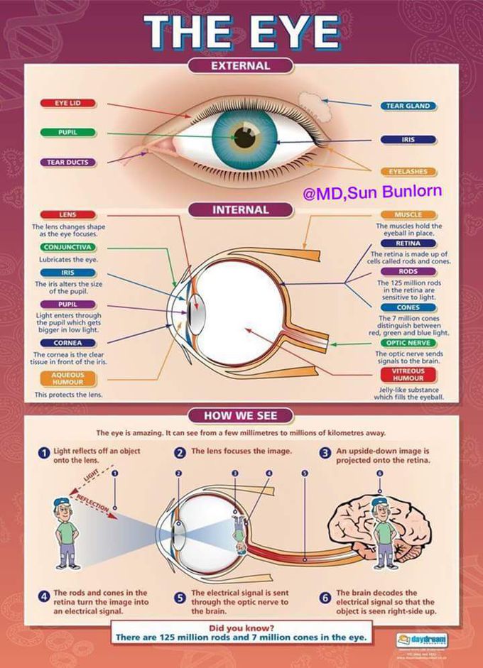 Know About Your Eye