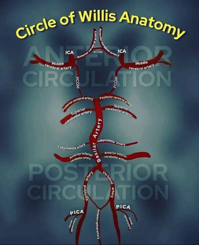 Circle of Willis