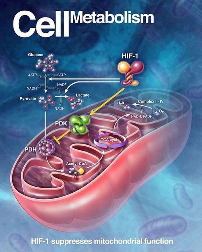 CELL METABOLISM
