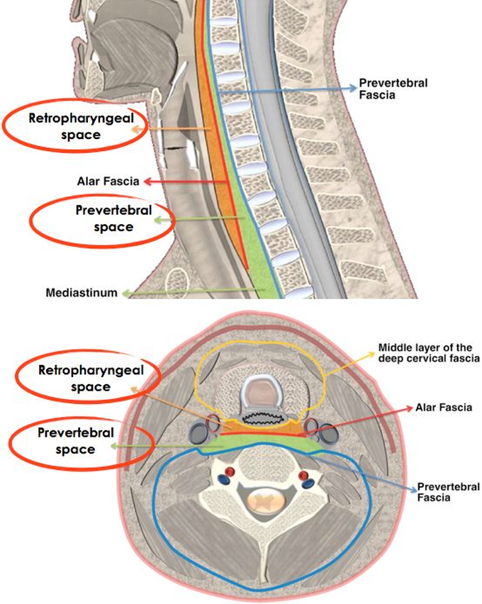 Neck anatomy